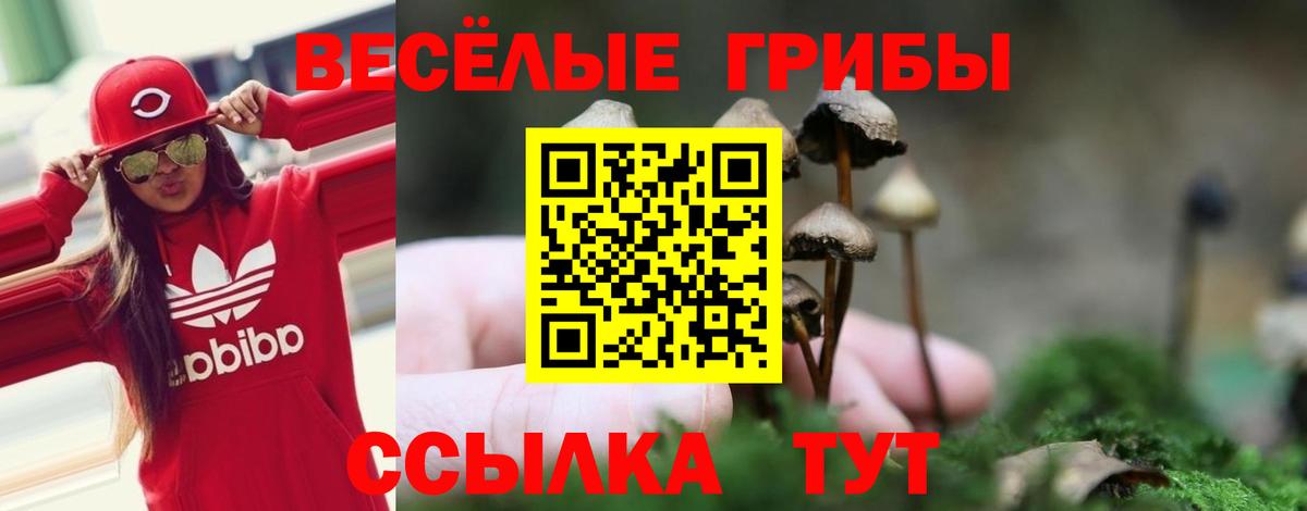 Галлюциногенные грибы Psilocybe Ирбит